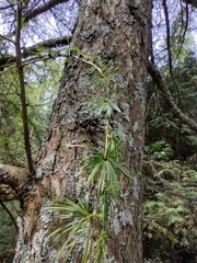 Pinales
