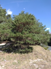 Pinus sylvestris