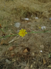 Chondrilla juncea