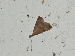 Hypena proboscidalis