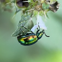 Chrysolina