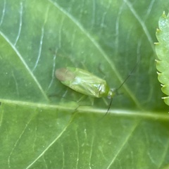 Lygocoris pabulinus
