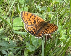 Melitaea athalia