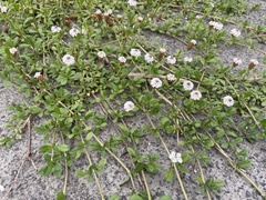 Phyla nodiflora minor