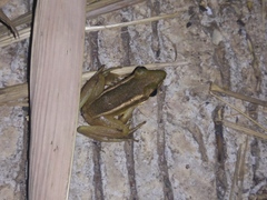 Hylarana erythraea