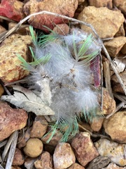 Barnardius zonarius