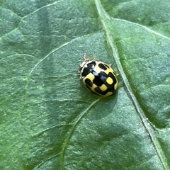 Propylea quatuordecimpunctata