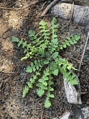 Arctotheca calendula