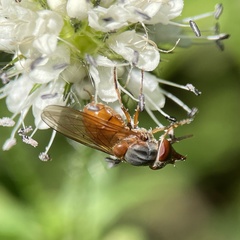 Rhingia