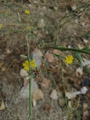 Chondrilla juncea