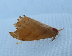 Drepana bilineata