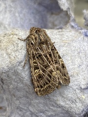 Tholera decimalis