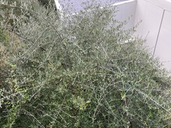 Olea europaea