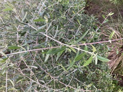 Olea europaea