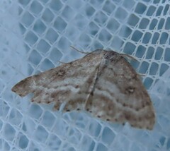 Cyclophora pendulinaria