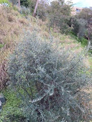 Olea europaea