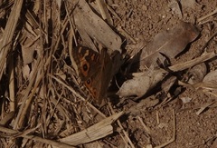Junonia villida