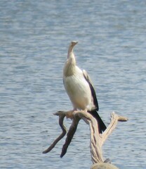 Anhinga novaehollandiae
