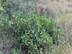 Scaevola crassifolia