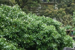 Tabernaemontana pandacaqui
