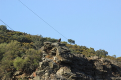 Aegypius monachus