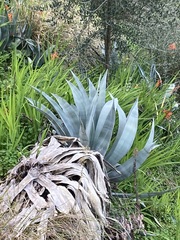 Agave americana