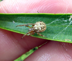 Larinioides cornutus