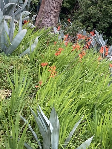 Chasmanthe floribunda