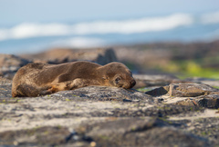 Arctocephalus australis