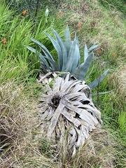 Agave americana