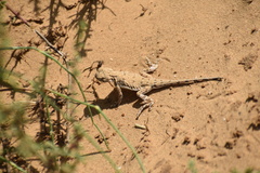 Phrynocephalus guttatus