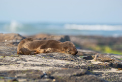 Arctocephalus australis