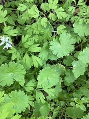 Geranium molle