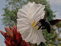 Xylocopa latipes