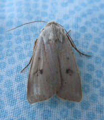 Agrotis vetusta