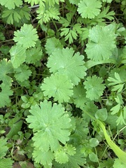 Geranium molle