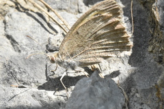Hyponephele lycaon