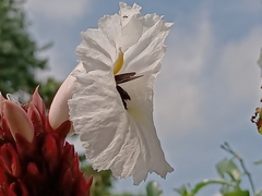 Xylocopa latipes