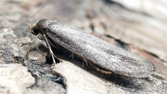 Agnoea flavifrontella