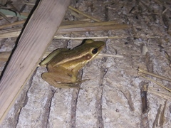 Hylarana erythraea