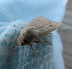 Agrotis vetusta