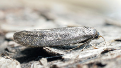 Agnoea flavifrontella