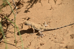 Phrynocephalus guttatus