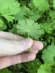Geranium molle