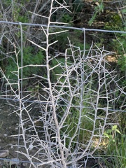 Sarcomphalus obtusifolius