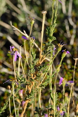 Felicia brevifolia