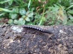 Asiomorpha coarctata