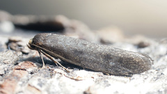 Agnoea flavifrontella