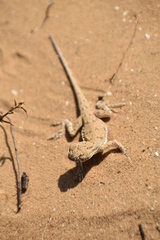 Phrynocephalus guttatus