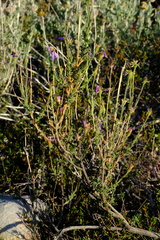Felicia brevifolia